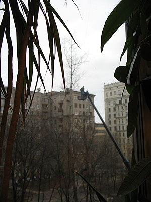 Обрезка высокого дерева в московском дворе