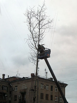 Обрезка высокого дерева в московском дворе